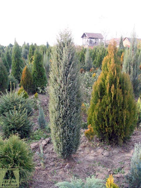 Kleka Juniperus communis 'Hibernica'